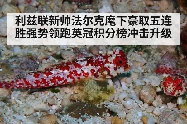 利兹联新帅法尔克麾下豪取五连胜强势领跑英冠积分榜冲击升级